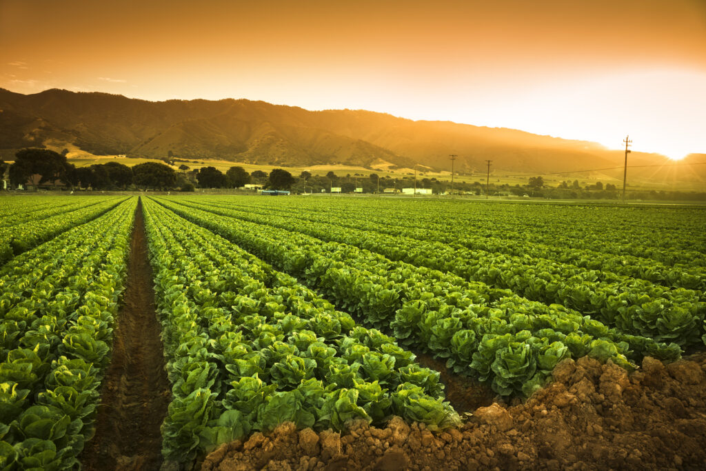 Rows of green crops growing on farmland