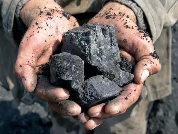 Hands holding lumps of coal