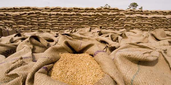 Best Wheat Suppliers, Exporters, & Distributors in Bulk Low Price