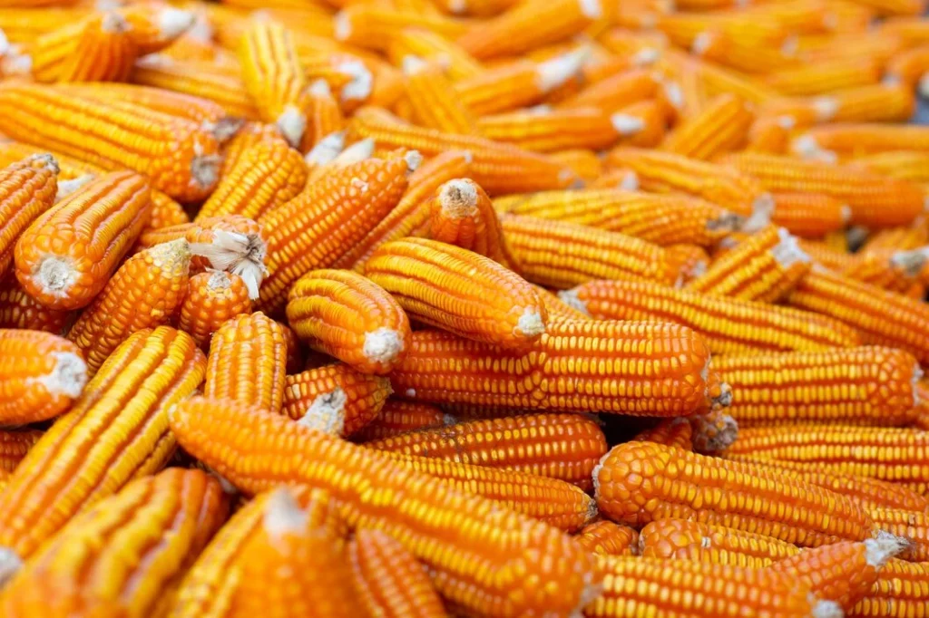 yellow corn for animal chickens, cattle, cows, sheep, goats, deer & livestock.