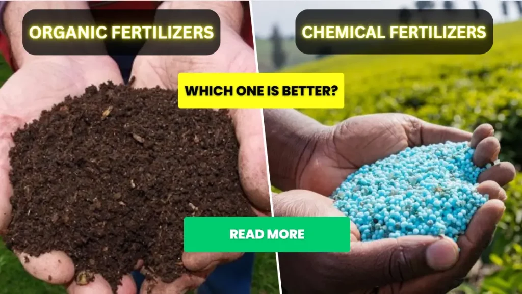 Organic vs. Chemical Fertilizers – Which One is Better